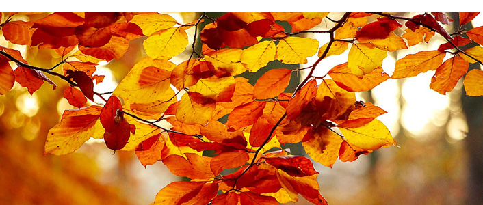 Herbstlaub