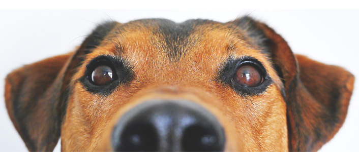 Steuerbefreiung Hund